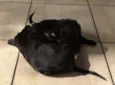 Filhotes