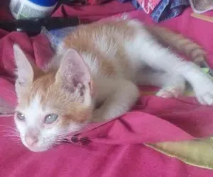 Gato raça Sem raça idade Abaixo de 2 meses nome Sem nome