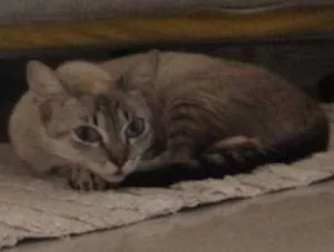 Gato raça  idade 1 ano nome Morgana