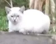 Gato ra a Siamês eu acho idade 2 a 6 meses nome Mimi