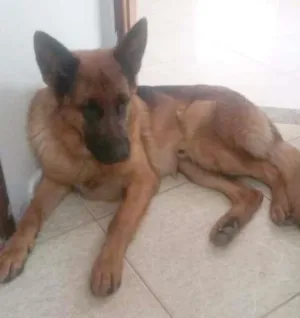 Cachorro raça pastor alemão idade 2 anos nome Zeus