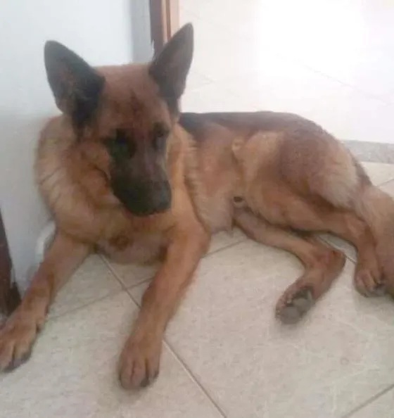 Cachorro ra a pastor alemão idade 2 anos nome Zeus