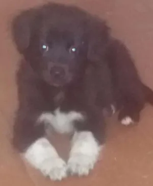 Cachorro raça Não informada idade 7 a 11 meses nome Darling