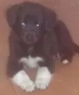Darling