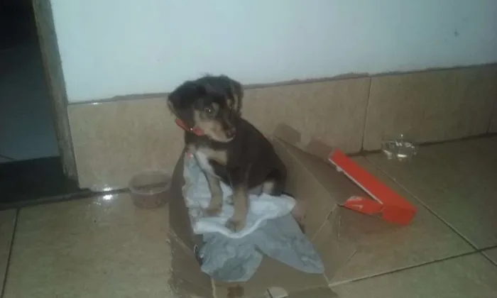 Cachorro ra a  idade 2 a 6 meses nome marrom
