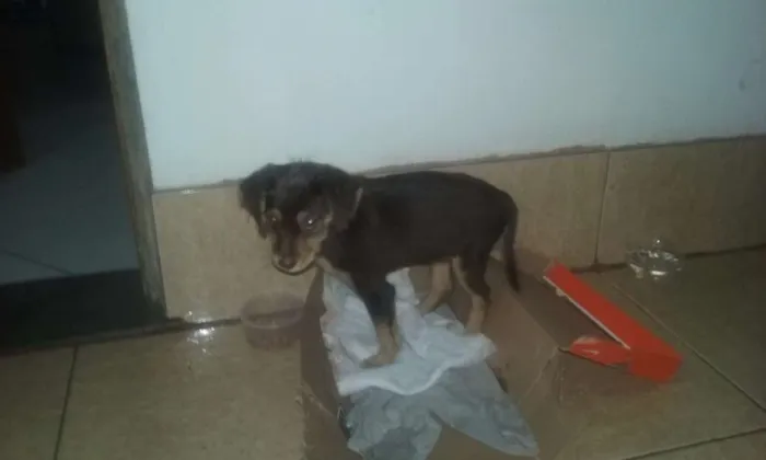 Cachorro ra a  idade 2 a 6 meses nome marrom