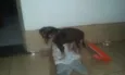 marrom