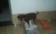 marrom