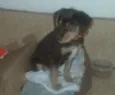 marrom
