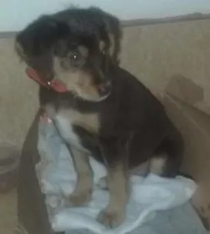 Cachorro ra a  idade 2 a 6 meses nome marrom