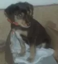 marrom