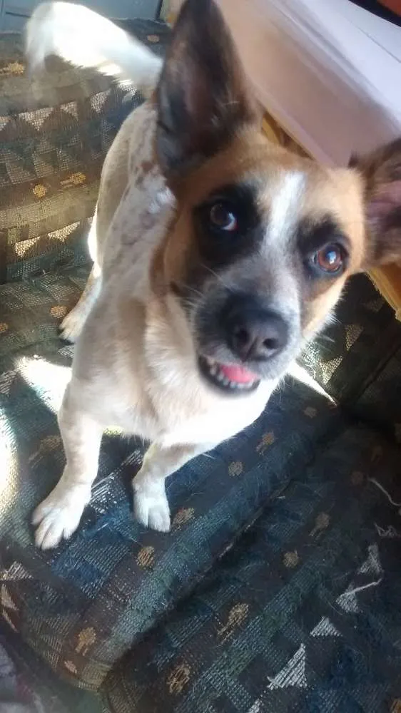 Cachorro ra a vira lata idade 2 anos nome princesa