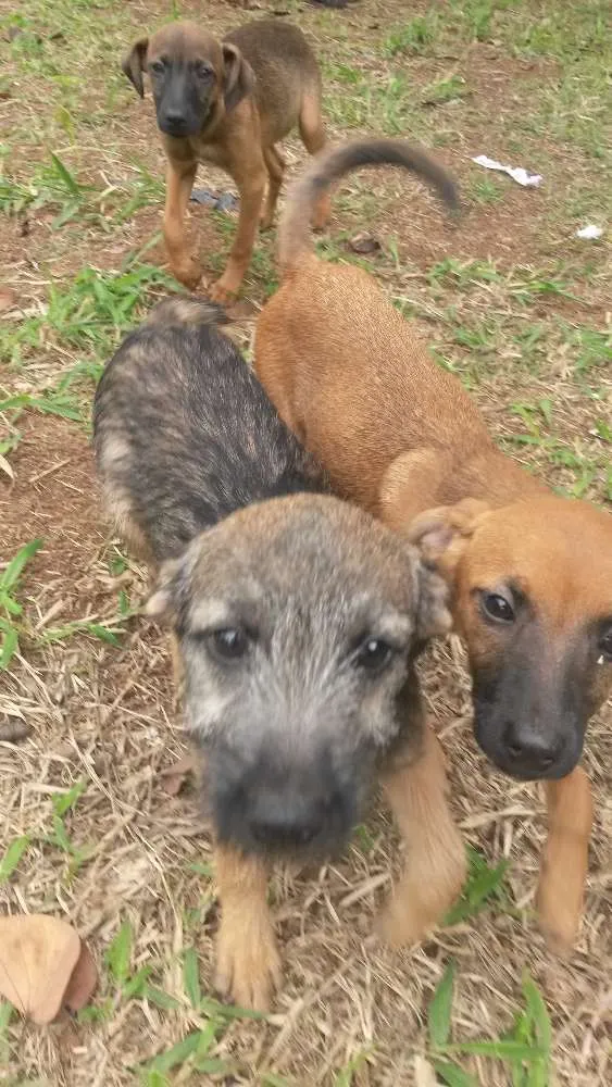 Cachorro ra a Vira lata idade 2 a 6 meses nome Vitória 