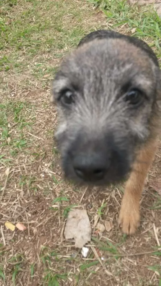 Cachorro ra a Vira lata idade 2 a 6 meses nome Vitória 