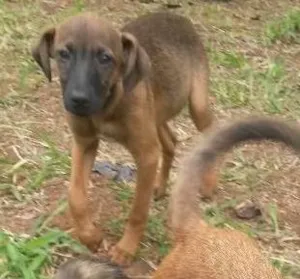 Cachorro raça Vira lata idade 2 a 6 meses nome Vitória 