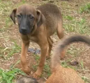 Cachorro ra a Vira lata idade 2 a 6 meses nome Vitória 