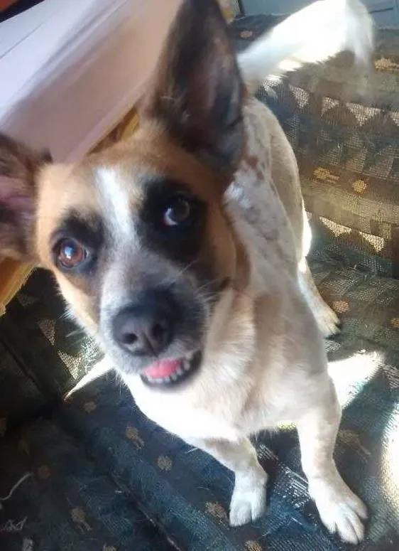 Cachorro ra a vira lata idade 2 anos nome princesa
