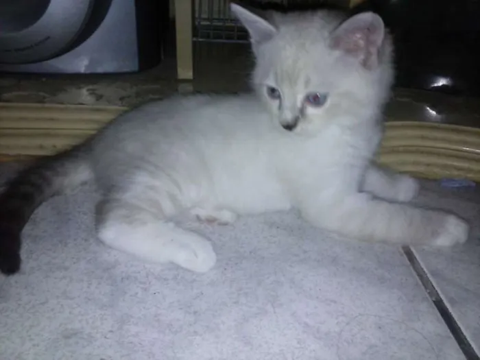 Gato ra a Desconhecida  idade  nome Bela 