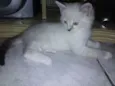 Bela