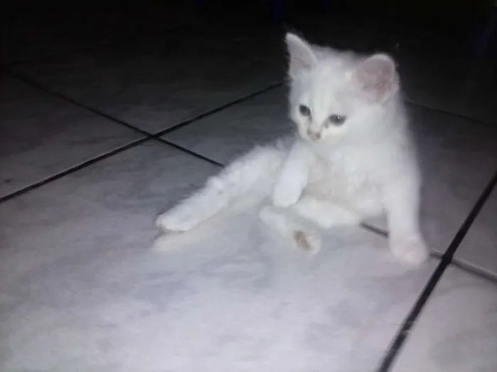 Gato ra a Desconhecida  idade  nome Bela 
