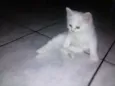 Bela