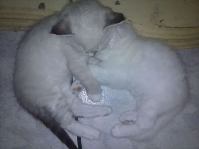 Gato ra a Desconhecida  idade  nome Bela 