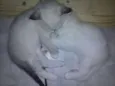 Bela
