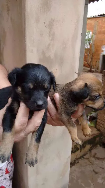 Cachorro ra a viralata idade Abaixo de 2 meses nome nao tem sao filhotes