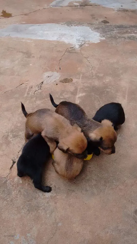 Cachorro ra a viralata idade Abaixo de 2 meses nome nao tem sao filhotes