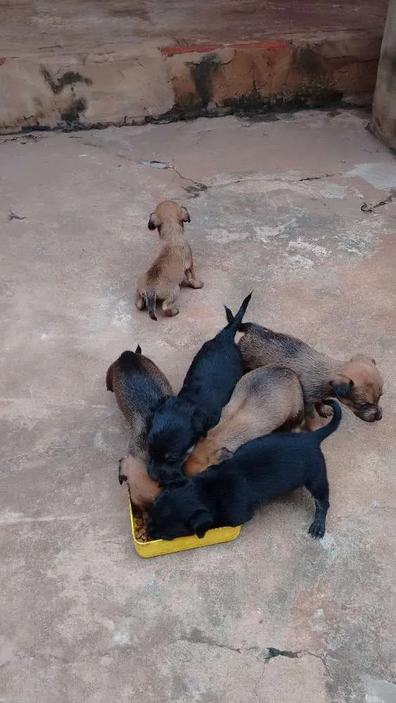 Cachorro ra a viralata idade Abaixo de 2 meses nome nao tem sao filhotes