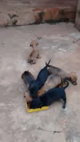 nao tem sao filhotes