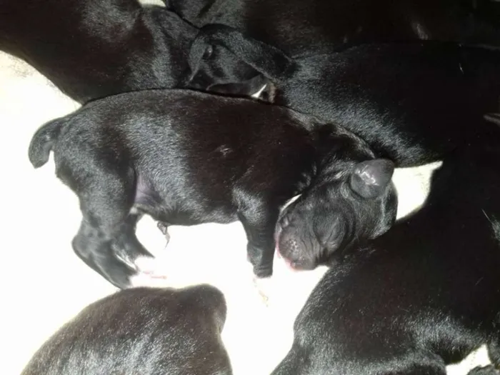Cachorro raça SRD idade Abaixo de 2 meses nome CATARINA