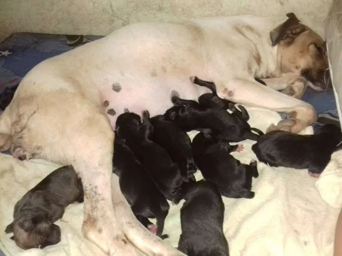 Cachorro raça SRD idade Abaixo de 2 meses nome CATARINA