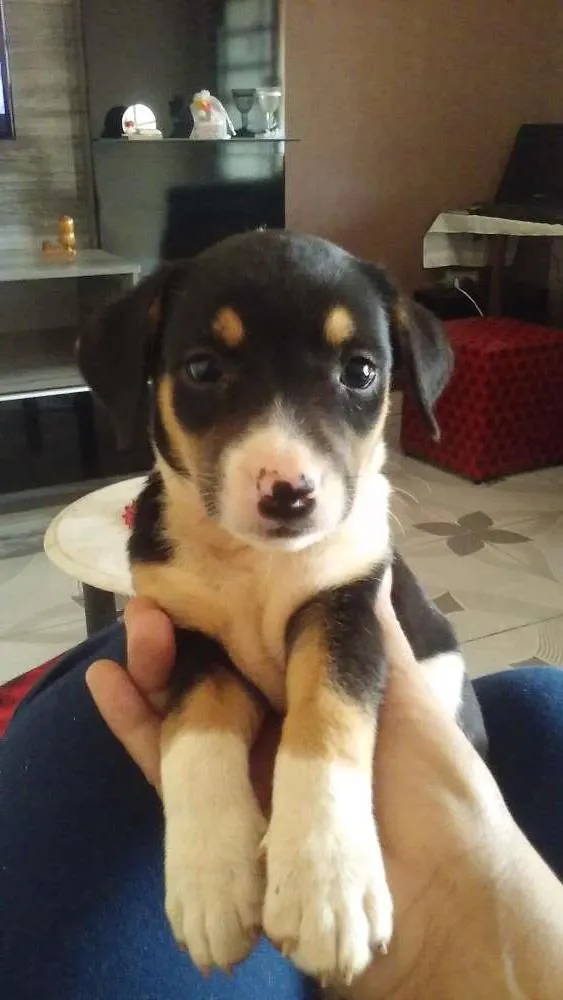 Cachorro ra a  idade  nome Margarida