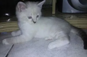 Gato raça Desconhecida  idade  nome Bela 
