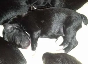 Cachorro raça SRD idade Abaixo de 2 meses nome CATARINA