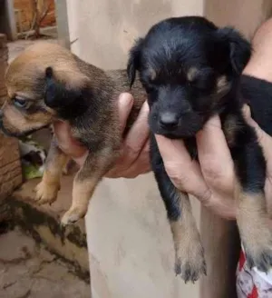 Cachorro raça viralata idade Abaixo de 2 meses nome nao tem sao filhotes