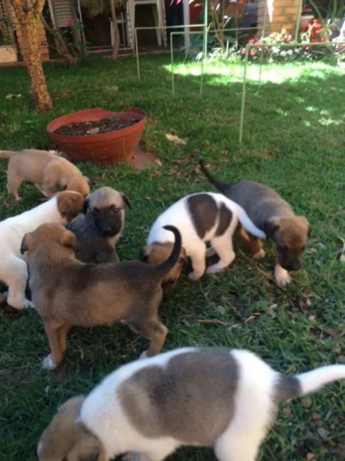 Cachorro raça RND idade Abaixo de 2 meses nome Filhotes