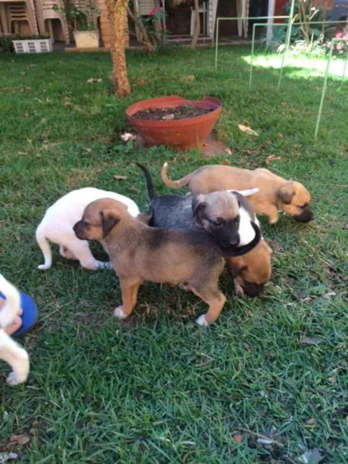 Cachorro raça RND idade Abaixo de 2 meses nome Filhotes