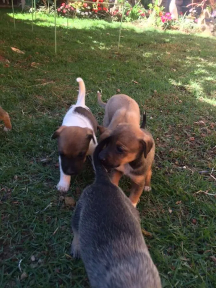 Cachorro raça RND idade Abaixo de 2 meses nome Filhotes
