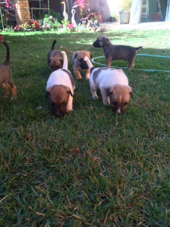 Cachorro raça RND idade Abaixo de 2 meses nome Filhotes