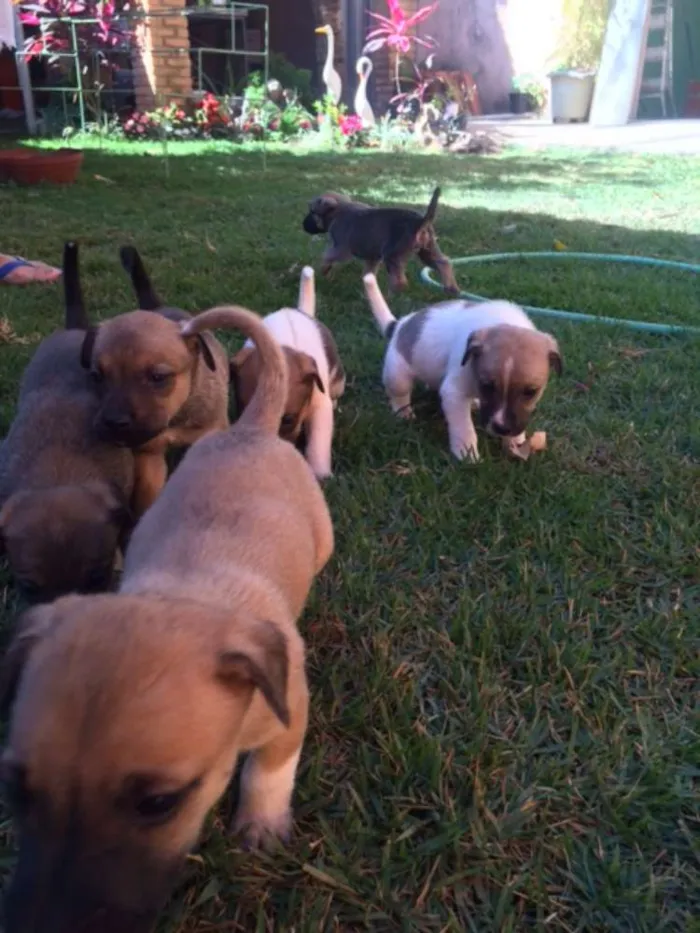 Cachorro raça RND idade Abaixo de 2 meses nome Filhotes