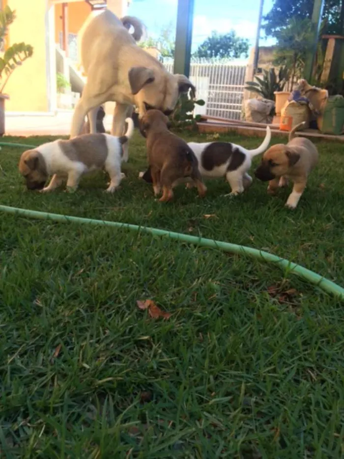 Cachorro raça RND idade Abaixo de 2 meses nome Filhotes
