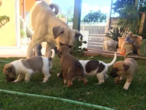 Cachorro raça RND idade Abaixo de 2 meses nome Filhotes
