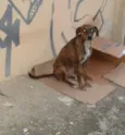 Fiona