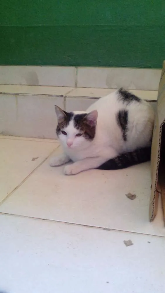 Gato raça nao sei idade 2 a 6 meses nome a sua escolha
