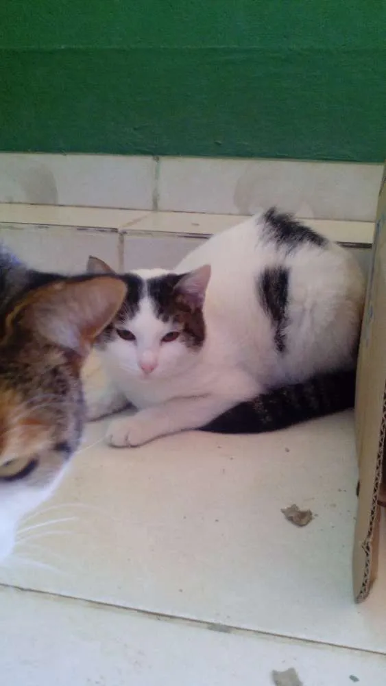 Gato raça nao sei idade 2 a 6 meses nome a sua escolha