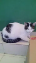 a sua escolha