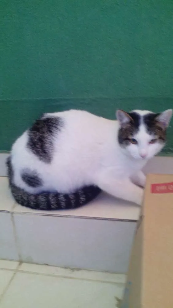 Gato raça nao sei idade 2 a 6 meses nome a sua escolha