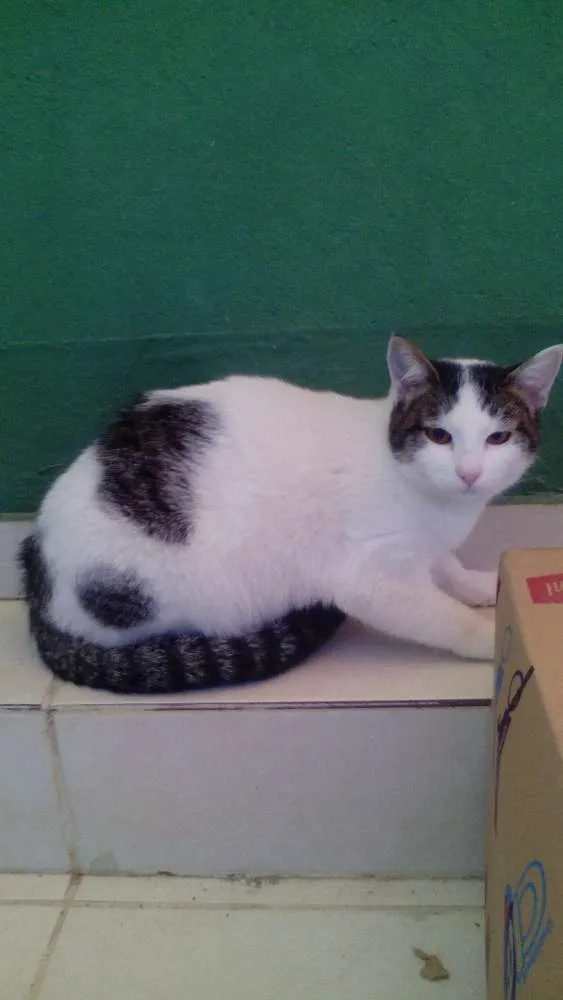 Gato raça nao sei idade 2 a 6 meses nome a sua escolha